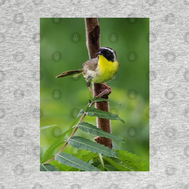 Common Yellowthroat by Jim Cumming